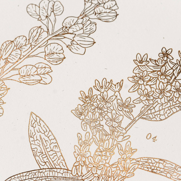 Wildflowers of Minneapolis Parks – detail of poster by Studio on Fire